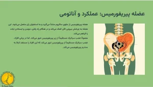 سندرم پیریفورمیس چیست؟ - (علائم و روش های درمان) 3 عضله پیریفورمیس