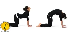 حرکت گربه گاو برای دیسک کمر