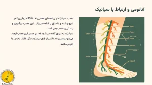 آناتومی عصب سیاتیک
