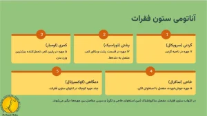 التهاب ستون فقرات - درمان التهاب ستون فقرات با فیزیوتراپی 2 آناتومی ستون فقرات